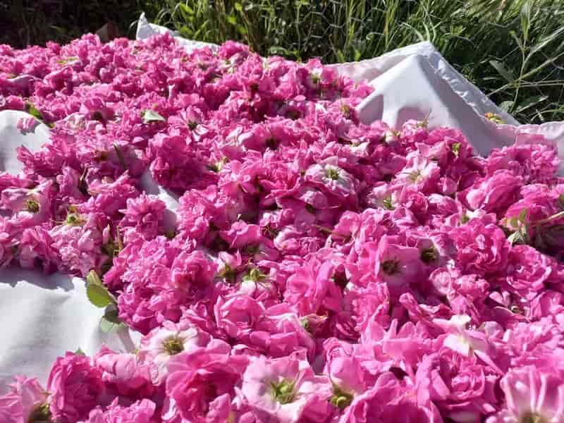 گلبرگ گل محمدی تازه برداشت‌شده از مزارع منتخب